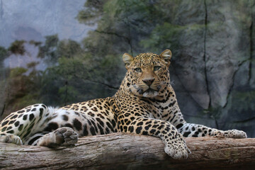 Fototapeta na wymiar Leopard (Panthera pardus) auch Panther oder Panter, Raubkatze, Afrika, Südasien