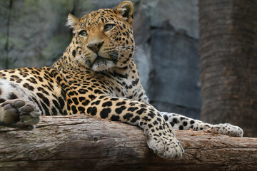 Leopard (Panthera pardus) auch Panther oder Panter, Raubkatze, Afrika, Südasien