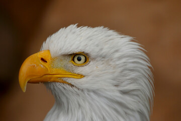 Weißkopfseeadler (Haliaeetus leucocephalus) Portrait