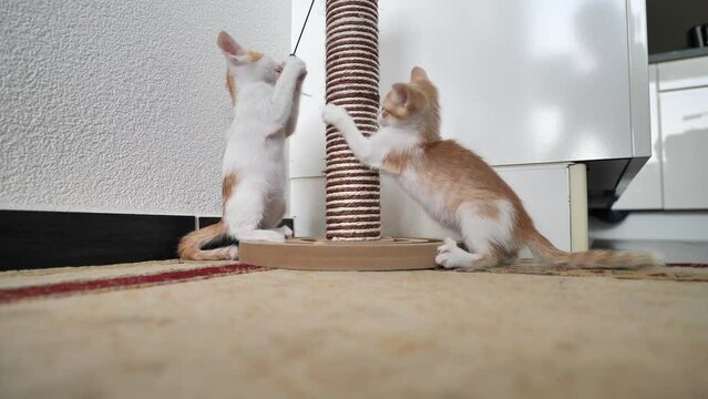 Video of white orange spotted kittens playing