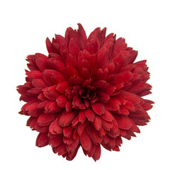 Beautiful pretty red chrysanthemum flower daisy isolated on the white background