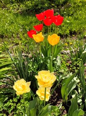 red and yellow tulips