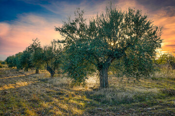 Olive trees at sunset in November