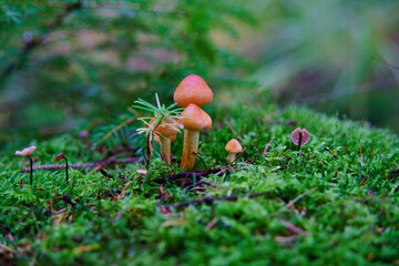 mushrooms in the grass