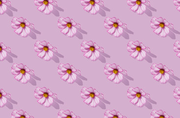Pattern of pink cosmos flower (Cosmos Bipinnatus) blooming on violet pastel background