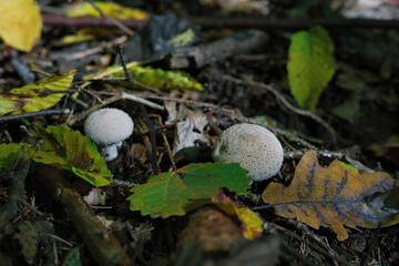 mushrooms in the forest