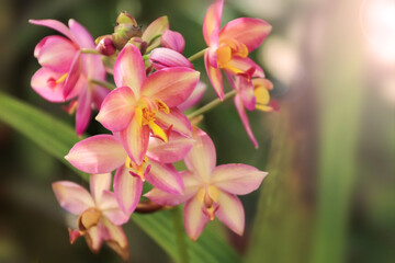 Obraz premium Phaius orchids in the garden, leaving empty space.