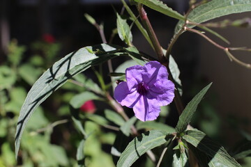 photo of the plant with buds blooming among the green leaves, photo of the flower of the purple plant Ruellia simplex in the midday sun - obrazy, fototapety, plakaty
