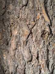 Texture of pine bark surface background close-up