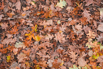 Colorful bright seasonal autumn background pattern. Vibrant carpet of fallen forest leaves. Outdoor. Brown yellow red orange oak leaves in autumn forest