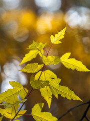 Amur Maple or Acer ginnala Leaves of in autumn sunlight with bokeh background, selective focus, shallow DOF