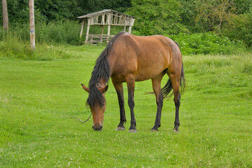 Fototapeta premium Close-up of a bay horse grazing in a meadow with a wooden gazebo and bushes in the background