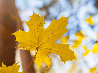 Maple branches with yellow leaves in autumn, in the light of sunset.