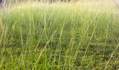 Background of fragile grass in the field.