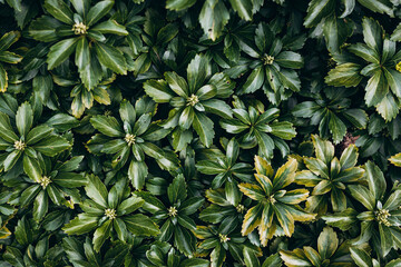 Fototapeta premium Japanese pachysandra or Pachysandra terminalis. Beautiful nature Green plant background.