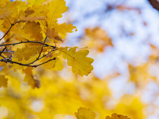 Obraz premium Oak branches with yellow leaves in autumn park