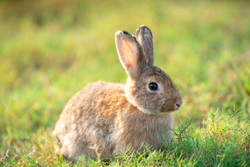 Little rabbit on green grass with background of natural in summer day at during the sunset.
