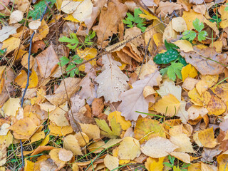 Orange, brown and yellow fallen oak leaves in the sunlight.