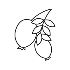 Rose hip berries and leaves icon. Graph symbol for food and drinks web site, apps design, mobile
