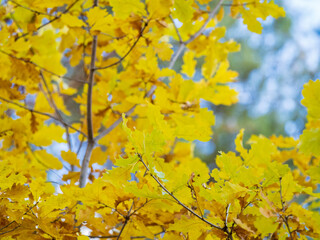 Oak branches with yellow leaves in autumn park
