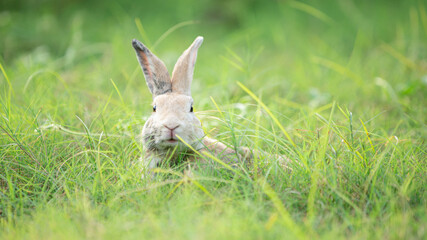 Little rabbit on green grass with background of natural in summer day at during the sunset.