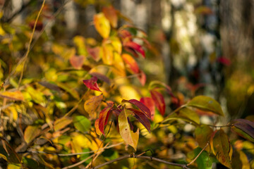 Yellow autumn leaves on the background of a birch forest.
