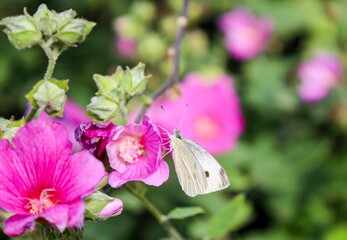 White Butterfly (Pieris Rapae) captured in British garden