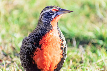 Loica macho, ave de plumas rojas y negras con blanco en prado de pasto verde y corto. 