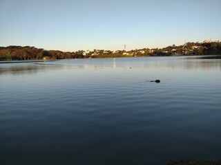 Capybara and duck swimming in sunset on the Barigui lake