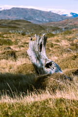tronco seco de árbol seco en estepas patagónicas y montañas 