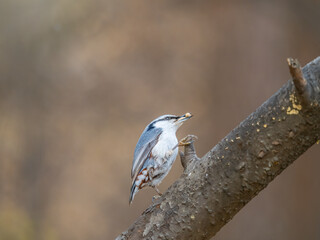 Eurasian nuthatch or wood nuthatch, lat. Sitta europaea, sitting on a tree trunk with a blurred background.