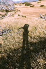 sombra de persona en estepas patagónicas, pose de emoción con brazos abiertos , arboles secos y montañas 