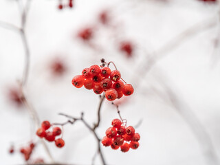 A bunch of red rowan in autumn leaves.