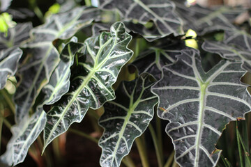 close-up shot of the bright green triangular and veined leaves of the live Alocasia Polly African Mask plant used for the decor in the very large airport, the waiting room, grown in very large pots. 