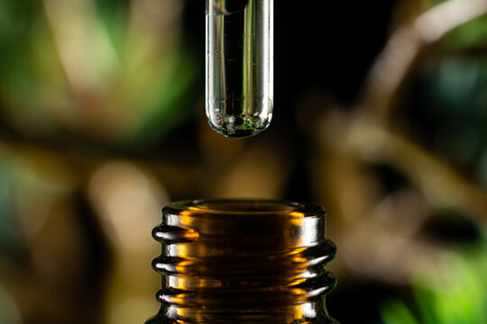 Pipette filled with clear liquid or oil. Brown glass bottle and dropper on blurred background of green plants. Coniferous essential oil in glass pipette. Aromatherapy and Spa concept. Close up.