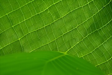 leaf_texture