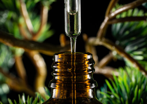 Essential oil dripping from pipette into glass bottle on a blurred background with pine branches. Spruce needle aromatherapy essential oils dripping from drip. Bottles of essence and serum for health.