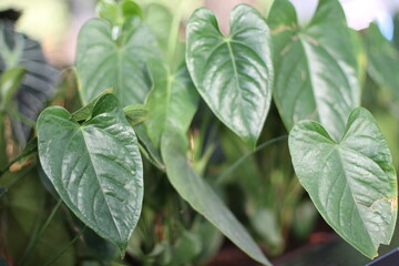 close-up shot of the bright green leaves and red color perfect flowers of the live Anthurium Andraeanum plant used for the decor in the very large airport, the waiting room, grown in very large pots. 
