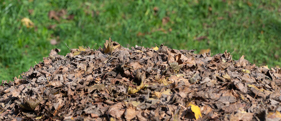 Herbstlicher Laubhaufen auf einer Wiese