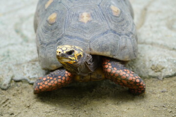 Tortoise (Chelonoidis denticulata) is one of two species of tortoise or tortoise. Testudinidae family. Manaus – Amazon, Brazil.