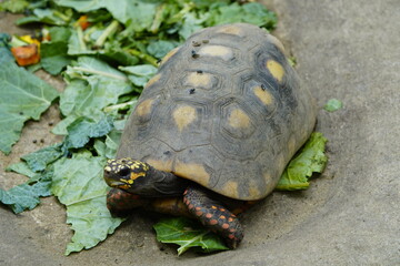 Tortoise (Chelonoidis denticulata) is one of two species of tortoise or tortoise. Testudinidae family. Manaus – Amazon, Brazil.