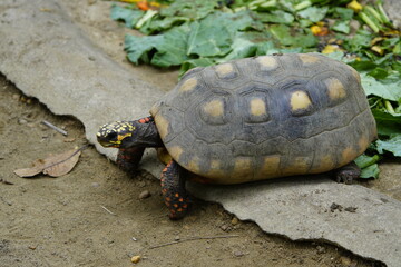 Tortoise (Chelonoidis denticulata) is one of two species of tortoise or tortoise. Testudinidae family. Manaus – Amazon, Brazil.