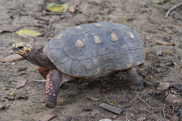 Tortoise (Chelonoidis denticulata) is one of two species of tortoise or tortoise. Testudinidae family. Manaus – Amazon, Brazil.