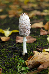 Shaggy ink cap or lawyer's wig in the leaves of the autumn forest. Wild mushrooms Coprinus comatus.