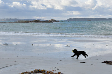Un chien qui court sur une plage de Bretagne