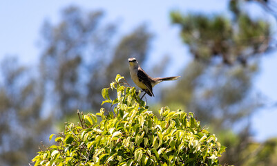 Photograph of a beautiful Chalk-browed mockingbird.	