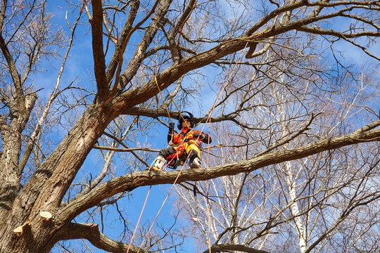 Tree surgeon. Working with a chainsaw. Sawing wood with a chainsaw.