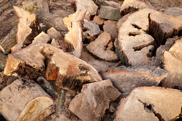 Sawn oak trunk . Sawn wood with a chainsaw.
