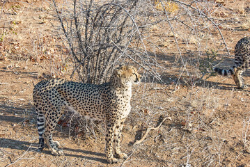 Fototapeta na wymiar Cheetah in a refuge in Namibia