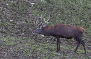 Rothirsch, rotwild männlich mit geweih.